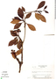 Pagamea guianensis Aubl., GUYANA, R. S. Cowan 2175, F