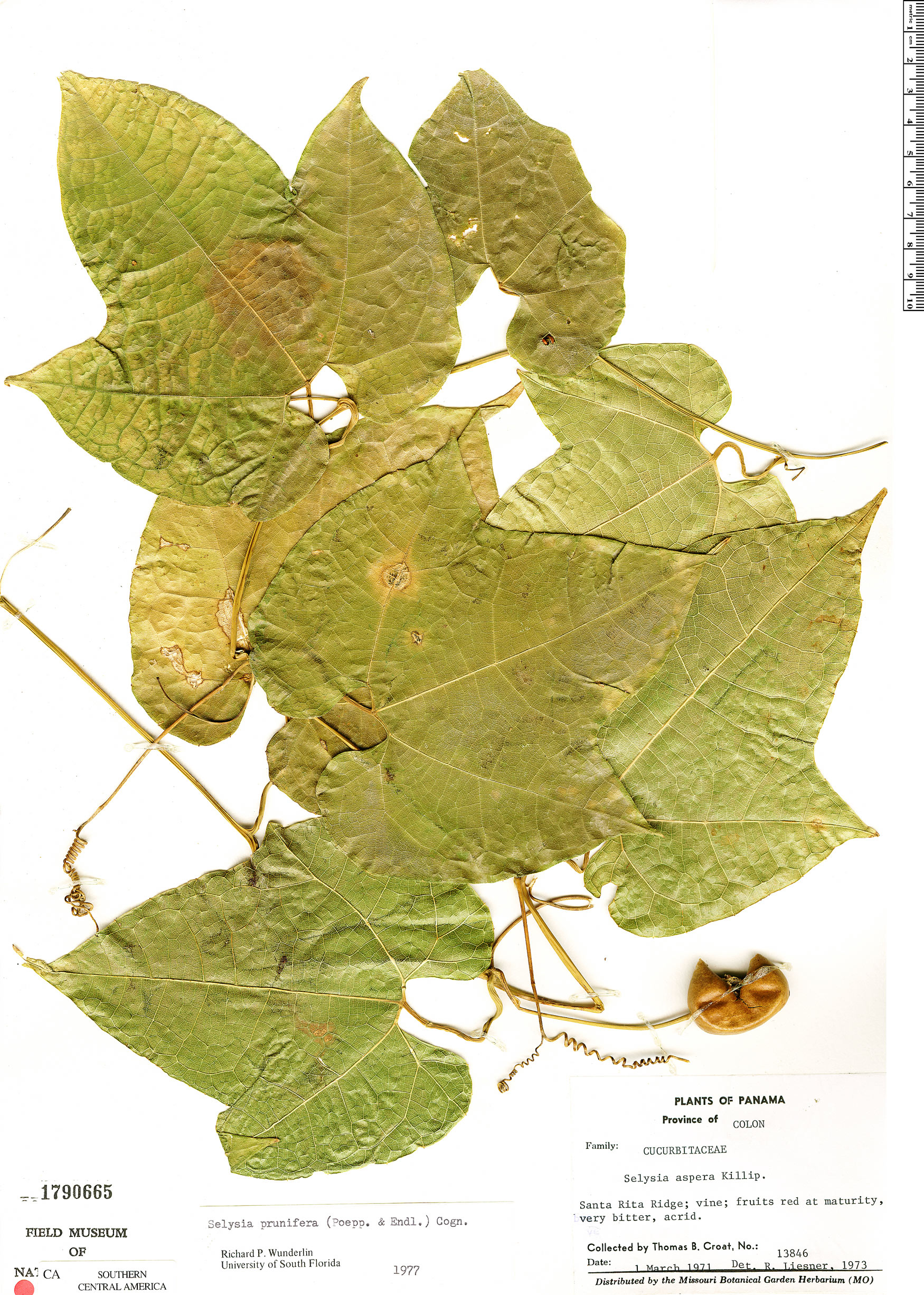 Cayaponia prunifera image