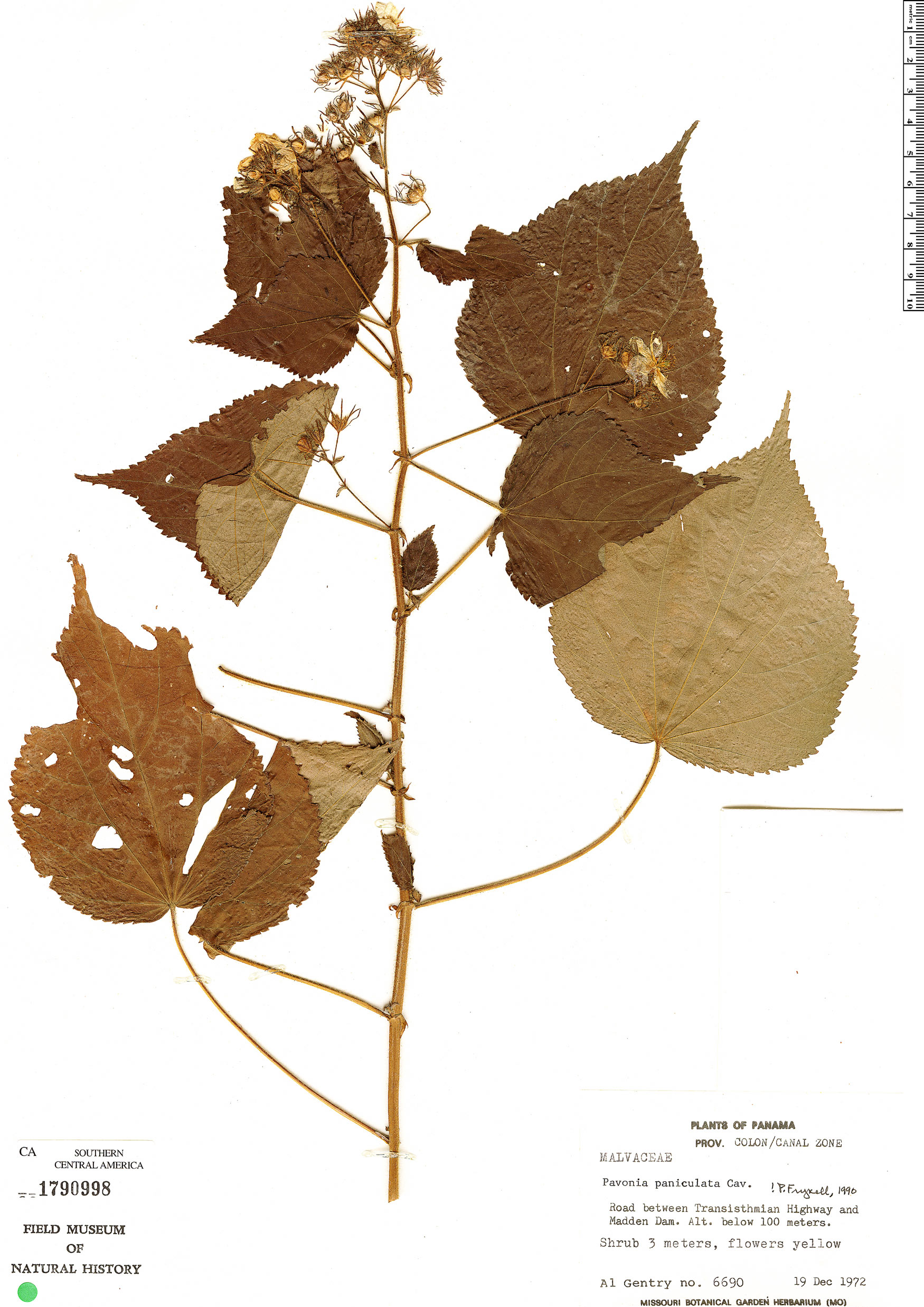 Pavonia corymbosa image