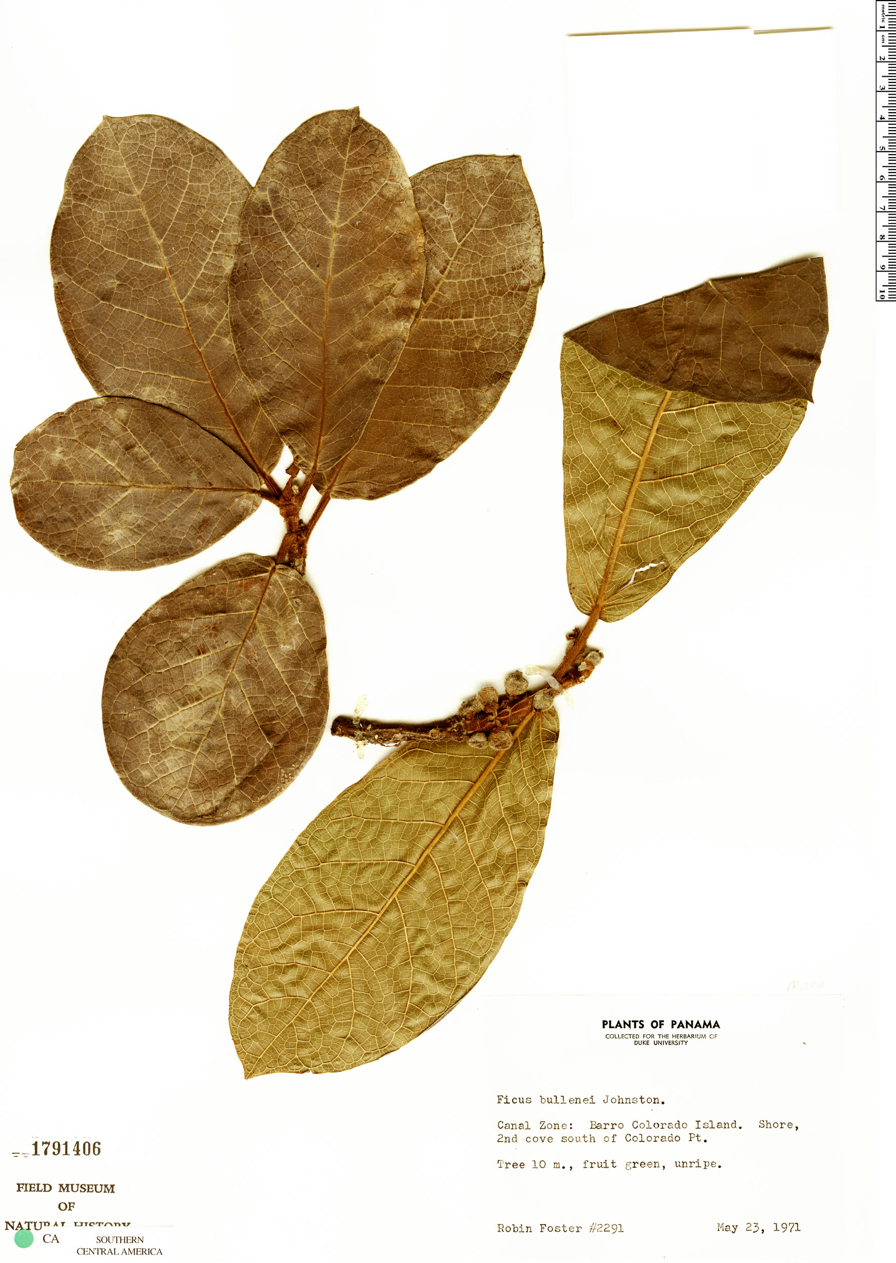 Ficus matiziana image