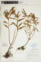 Penthorum sedoides L., U.S.A., S. F. Glassman 8774, F