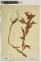 Penthorum sedoides L., U.S.A., E. E. Sherff, F