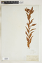 Penthorum sedoides L., U.S.A., M. Bross, F