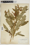 Penthorum sedoides L., U.S.A., O. E. Lansing, Jr. 732, F