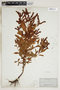 Penthorum sedoides L., U.S.A., H. N. Patterson, F