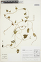 Ipomoea dumetorum Willd., PERU, J. Treacy 738, F