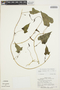 Ipomoea dumetorum Willd., PERU, G. R. Brunel 335, F