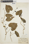 Ipomoea dumetorum Willd., PERU, A. Weberbauer 7282, F
