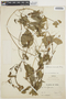 Ipomoea incarnata (Vahl) Choisy, Peru, A. Weberbauer 5927, F
