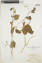 Ipomoea purpurea (L.) Roth, BOLIVIA, 2113, F