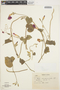 Ipomoea purpurea (L.) Roth, 462, F