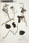 Ipomoea reticulata O'Donell, PERU, R. B. Foster 5446, F