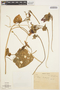 Ipomoea tiliacea (Willd.) Choisy, PERU, 1619, F