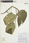Anthurium amoenum Kunth & C. D. Bouché, COLOMBIA, T. B. Croat 97990, F