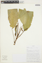 Anthurium amoenum Kunth & C. D. Bouché, ECUADOR, T. B. Croat 87780, F