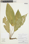 Anthurium amoenum Kunth & C. D. Bouché, PERU, 2477, F