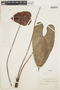 Anthurium andraeanum Linden, COLOMBIA, B. T. Lehmann 786, F