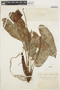 Anthurium andraeanum Linden, COLOMBIA, F. C. Lehmann 7750, F
