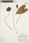 Anthurium andraeanum Linden, ECUADOR, M. T. Madison 7017, F