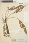 Anthurium antioquiense Engl., COLOMBIA, J. Cuatrecasas 17158, F