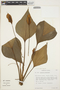 Anthurium antrophyoides Killip, COLOMBIA, T. C. Plowman 14109, F