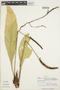 Anthurium atropurpureum R. E. Schult. & Maguire var. atropurpureum, PERU, A. H. Gentry 19118, F
