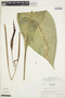 Anthurium atropurpureum var. arenicola Croat, ECUADOR, R. B. Foster 3557, F