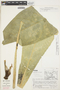Anthurium atropurpureum var. arenicola Croat, PERU, J. Treacy 165, F