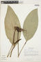 Anthurium bellum Schott, Brazil, T. C. Plowman 10095, F