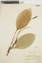 Anthurium bellum Schott, BRAZIL, P. Dusén 15250, F