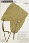 Anthurium bonplandii subsp. guayanum (G. S. Bunting) Croat, VENEZUELA, J. A. Steyermark 113258, F