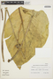 Anthurium bonplandii subsp. cuatrecasii Croat, COLOMBIA, R. E. Schultes 22702, F