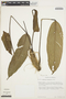 Anthurium bredemeyeri Schott, VENEZUELA, T. C. Plowman 7773, F
