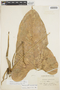 Anthurium breviscapum Kunth, ECUADOR, F. C. Lehmann 7755, F
