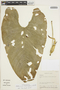 Anthurium breviscapum Kunth, ECUADOR, L. Besse 2310, F