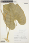 Anthurium breviscapum Kunth, ECUADOR, H. Balslev 10379, F