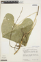 Anthurium breviscapum Kunth, PERU, T. C. Plowman 7428, F