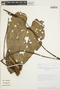 Anthurium cartilagineum (Desf.) Kunth, VENEZUELA, G. Davidse 28104, F