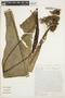 Anthurium caucavallense Croat, COLOMBIA, P. A. Silverstone-Sopkin 5107, F