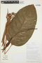 Anthurium caulorrhizum Sodiro, ECUADOR, T. B. Croat 74042, F