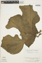 Anthurium clavigerum Poepp., VENEZUELA, J. A. Steyermark 113084, F