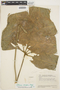 Anthurium clavigerum Poepp., VENEZUELA, J. A. Steyermark 55825, F
