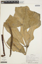Anthurium clavigerum Poepp., Venezuela, R. L. Liesner 3542, F