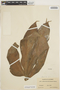 Anthurium clavigerum Poepp., COLOMBIA, Bro. Elias 1337, F
