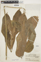 Anthurium clavigerum Poepp., COLOMBIA, Bro. Elias 1337, F