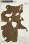 Anthurium clavigerum Poepp., COLOMBIA, R. E. Schultes 3396, F