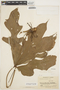 Anthurium clavigerum Poepp., COLOMBIA, E. P. Killip 34266, F