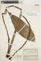 Anthurium clavigerum Poepp., COLOMBIA, J. Cuatrecasas 10568, F