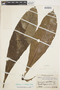 Anthurium clavigerum Poepp., COLOMBIA, J. Cuatrecasas 10568, F