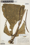 Anthurium clavigerum Poepp., COLOMBIA, T. C. Plowman 2067, F